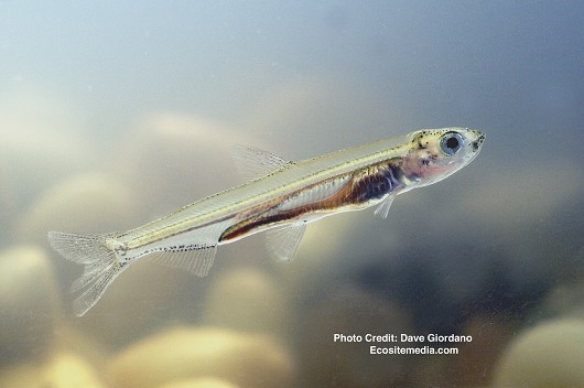 Photograph a delta smelt Juvenile.